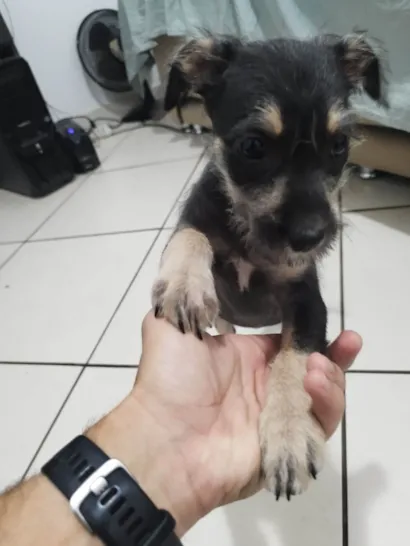 Cachorro raça SRD-ViraLata idade 2 a 6 meses nome DAMA