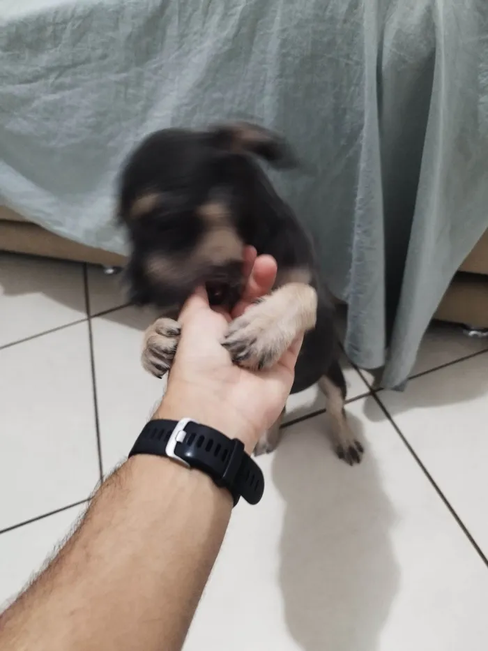 Cachorro raça SRD-ViraLata idade 2 a 6 meses nome DAMA