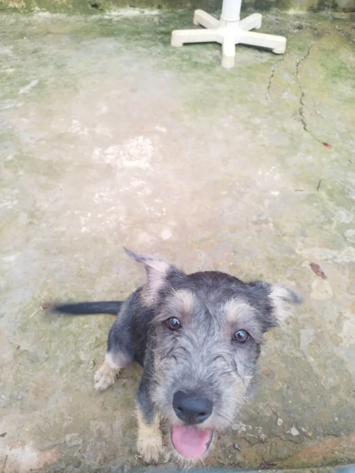 Cachorro raça SRD-ViraLata idade 2 a 6 meses nome DAMA