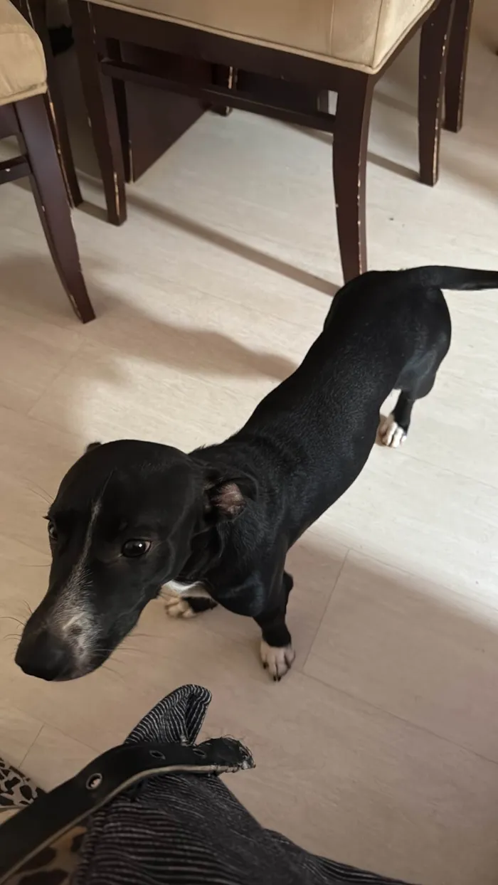 Cachorro raça SRD-ViraLata idade 1 ano nome Salsicha