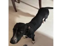 Cachorro raça SRD-ViraLata idade 1 ano nome Salsicha