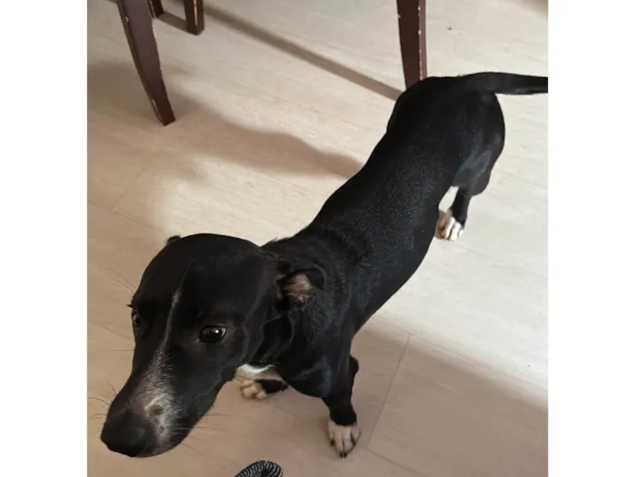 Cachorro raça SRD-ViraLata idade 1 ano nome Salsicha