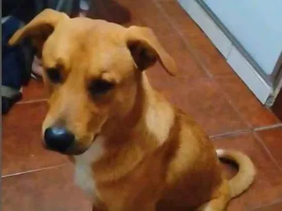 Cachorro raça SRD-ViraLata idade 1 ano nome Spack