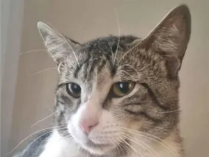 Gato raça SRD-ViraLata idade 7 a 11 meses nome Fredy 