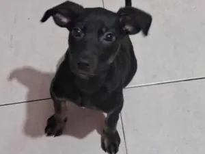 Cachorro raça SRD-ViraLata idade 2 a 6 meses nome Maia