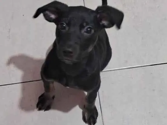Cachorro raça SRD-ViraLata idade 2 a 6 meses nome Maia