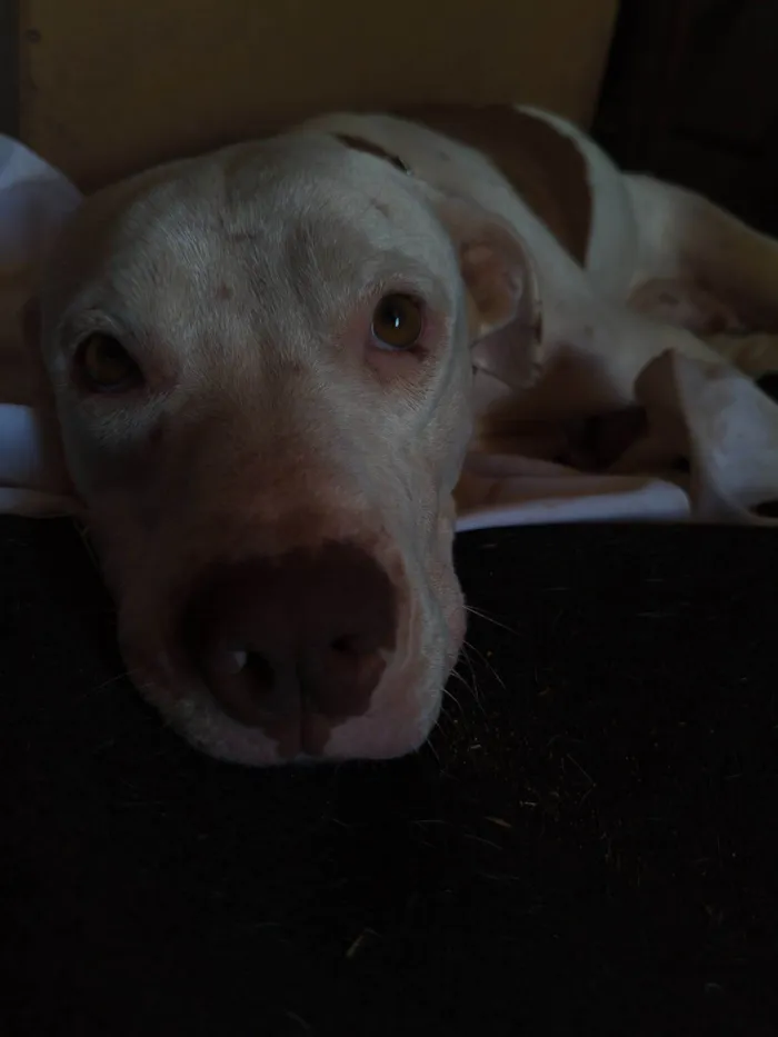 Cachorro raça Pit-Bull idade 2 anos nome Atena