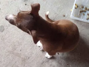 Cachorro raça SRD-ViraLata idade Abaixo de 2 meses nome Bibi