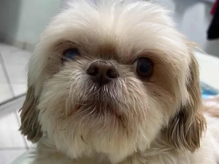 Cachorro raça Shitzu idade 6 ou mais anos nome Bino