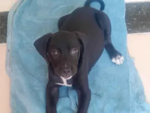 Cachorro raça SRD-ViraLata idade Abaixo de 2 meses nome Não tem nome ( não coloquei para não me apegar)
