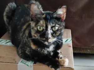 Gato raça SRD-ViraLata idade 2 anos nome Manchada 