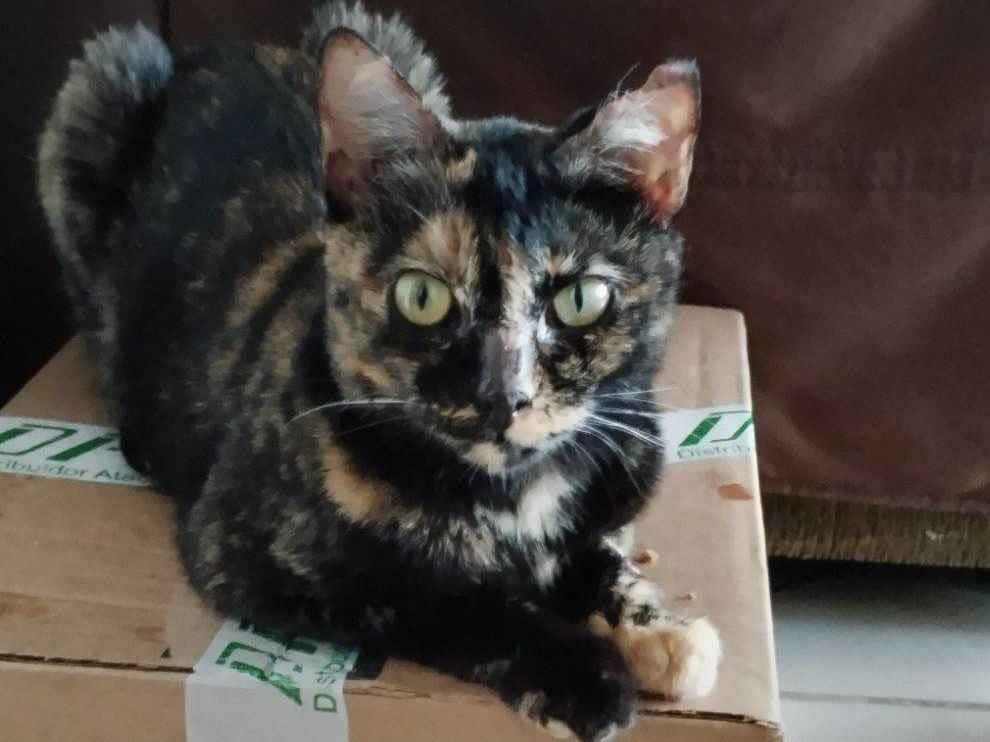 Gato raça SRD-ViraLata idade 2 anos nome Manchada 