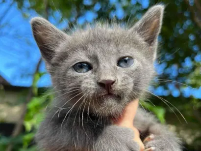 Gato raça SRD-ViraLata idade 2 a 6 meses nome Não tem