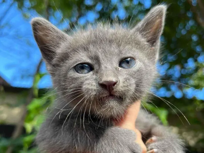 Gato raça SRD-ViraLata idade 2 a 6 meses nome Não tem