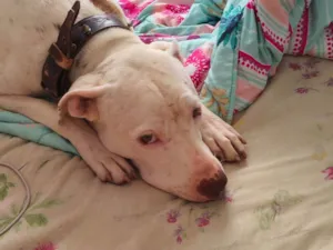 Cachorro raça Pit-Bull idade 2 anos nome Atena
