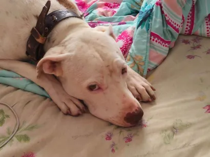 Cachorro raça Pit-Bull idade 2 anos nome Atena