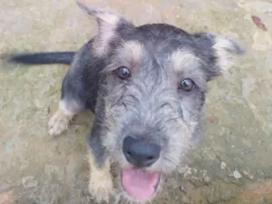 Cachorro raça SRD-ViraLata idade 2 a 6 meses nome DAMA