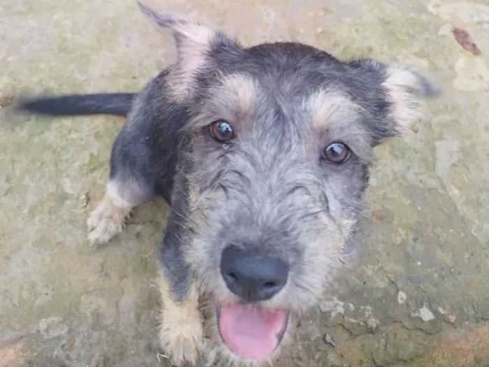 Cachorro raça SRD-ViraLata idade 2 a 6 meses nome DAMA