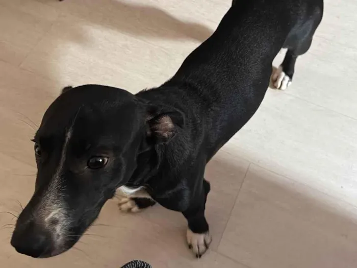 Cachorro raça SRD-ViraLata idade 1 ano nome Salsicha