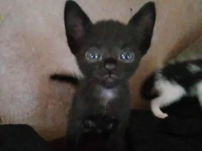 Gato raça SRD-ViraLata idade Abaixo de 2 meses nome Não tem nomes ainda
