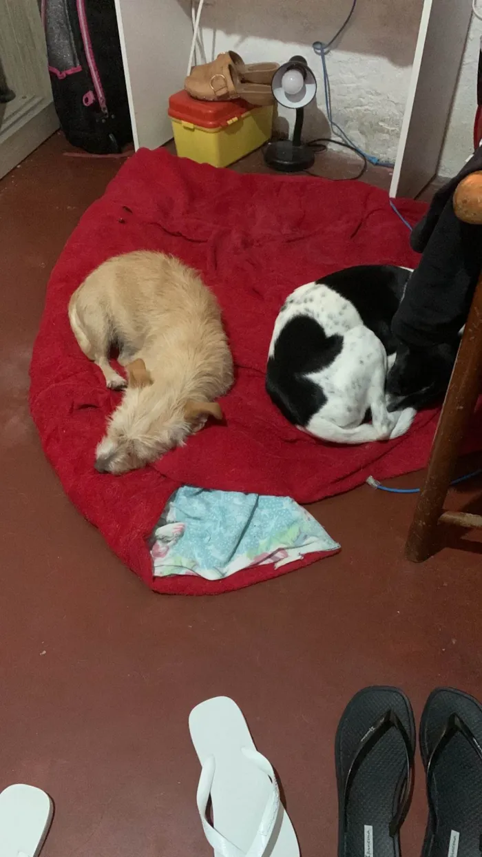 Cachorro raça SRD-ViraLata idade 3 anos nome Pandora e Mel