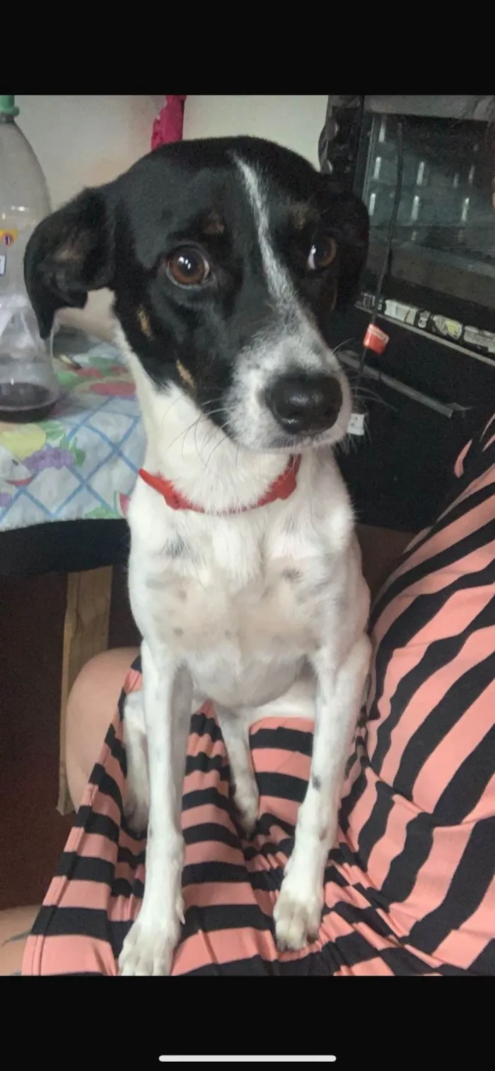 Cachorro raça SRD-ViraLata idade 3 anos nome Pandora e Mel