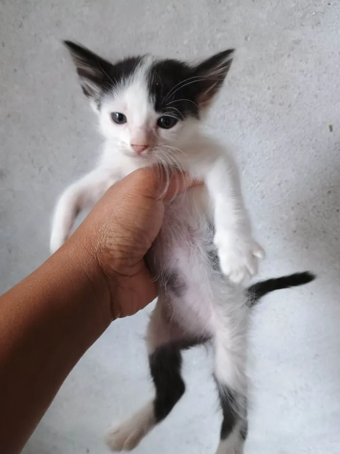 Gato raça SRD-ViraLata idade 2 a 6 meses nome Sem nome