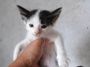 Gato raça SRD-ViraLata idade 2 a 6 meses nome Sem nome
