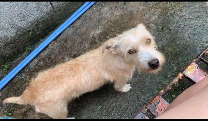 Cachorro raça SRD-ViraLata idade 3 anos nome Pandora e Mel