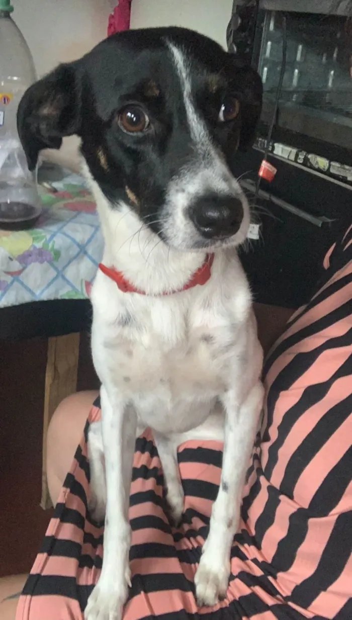 Cachorro raça SRD-ViraLata idade 3 anos nome Pandora e Mel