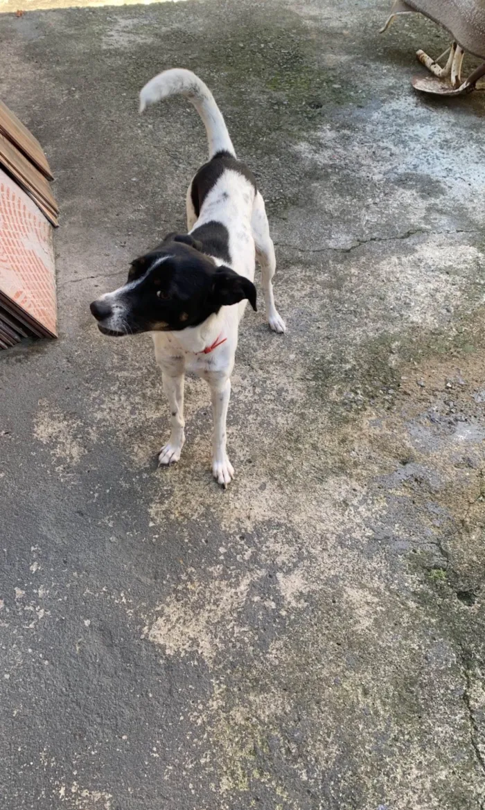 Cachorro raça SRD-ViraLata idade 3 anos nome Pandora e Mel