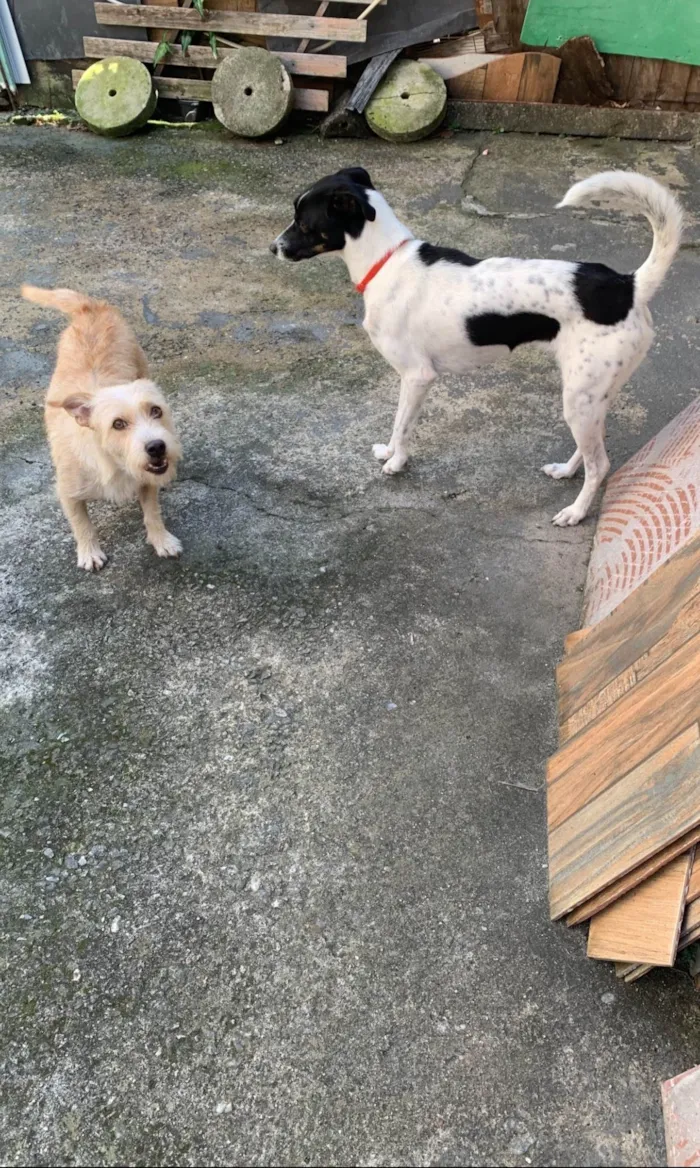 Cachorro raça SRD-ViraLata idade 3 anos nome Pandora e Mel