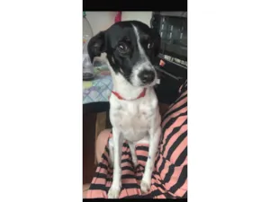 Cachorro raça SRD-ViraLata idade 3 anos nome Pandora e Mel