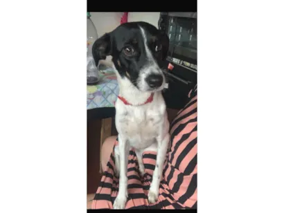 Cachorro raça SRD-ViraLata idade 3 anos nome Pandora e Mel