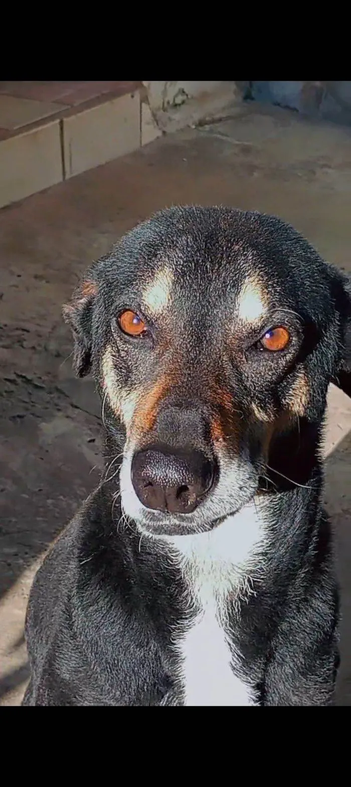 Cachorro raça SRD-ViraLata idade 5 anos nome Theo