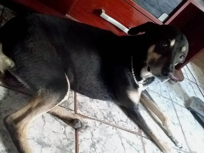 Cachorro raça SRD-ViraLata idade 5 anos nome Theo