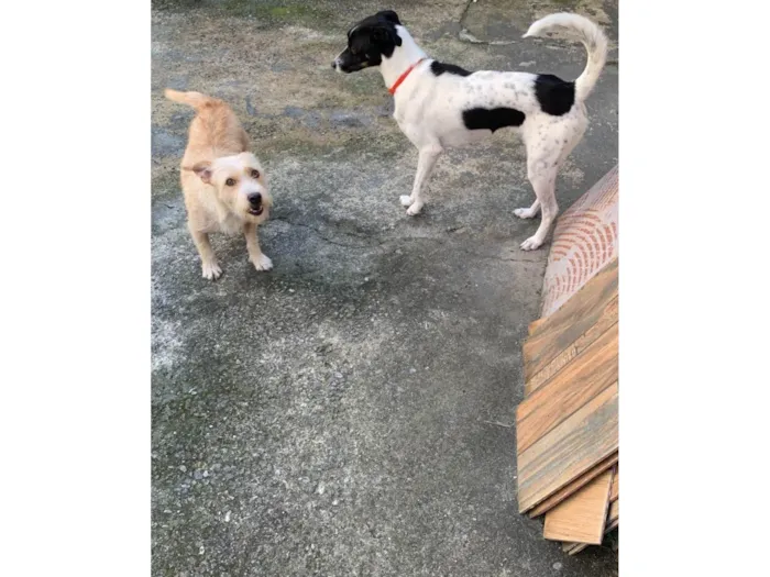 Cachorro raça SRD-ViraLata idade 3 anos nome Pandora e Mel