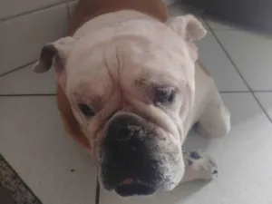 Cachorro raça Bulldog idade 6 ou mais anos nome Nina 