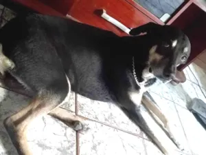 Cachorro raça SRD-ViraLata idade 5 anos nome Theo