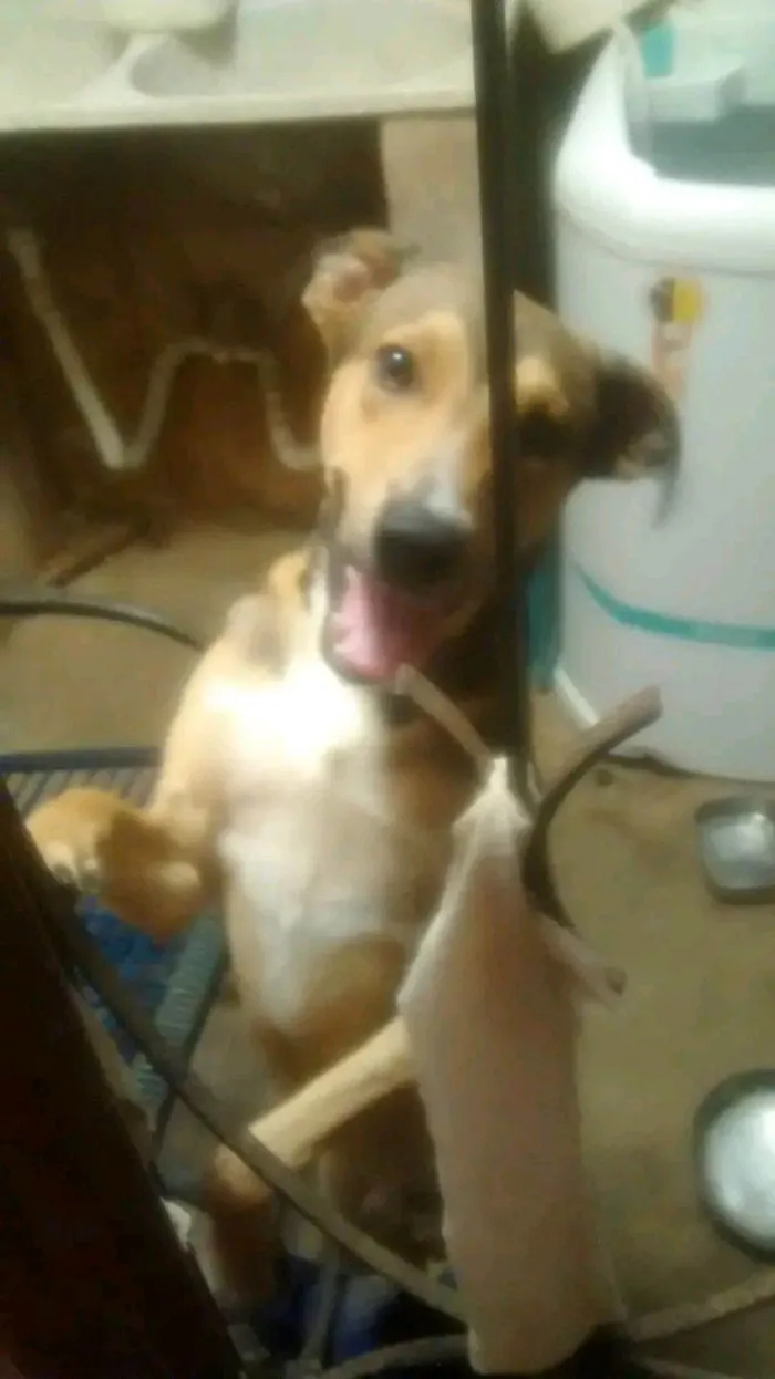 Cachorro raça SRD-ViraLata idade 6 ou mais anos nome Bethovem 