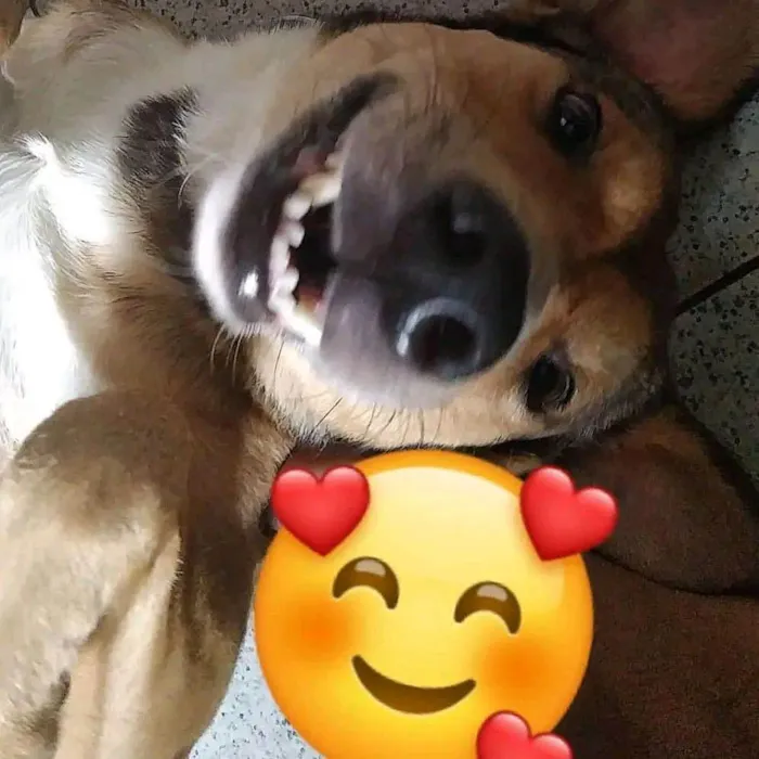 Cachorro raça SRD-ViraLata idade 6 ou mais anos nome Bethovem 