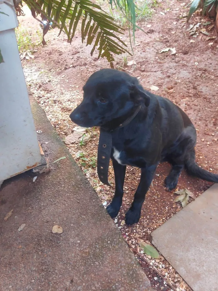 Cachorro raça SRD-ViraLata idade 2 anos nome Negão 