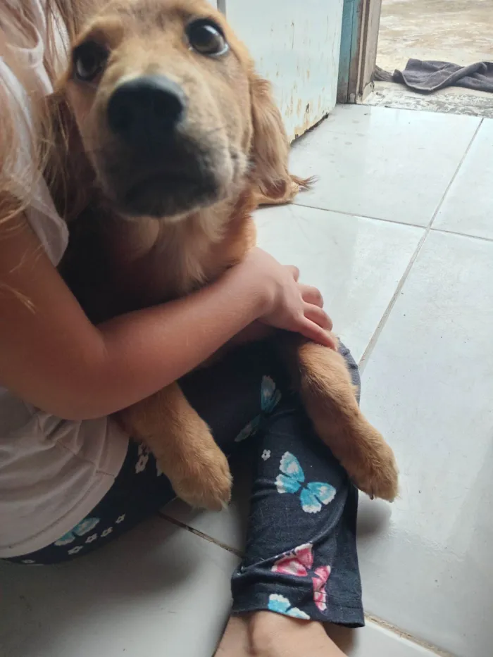 Cachorro raça SRD-ViraLata idade 2 a 6 meses nome Lili