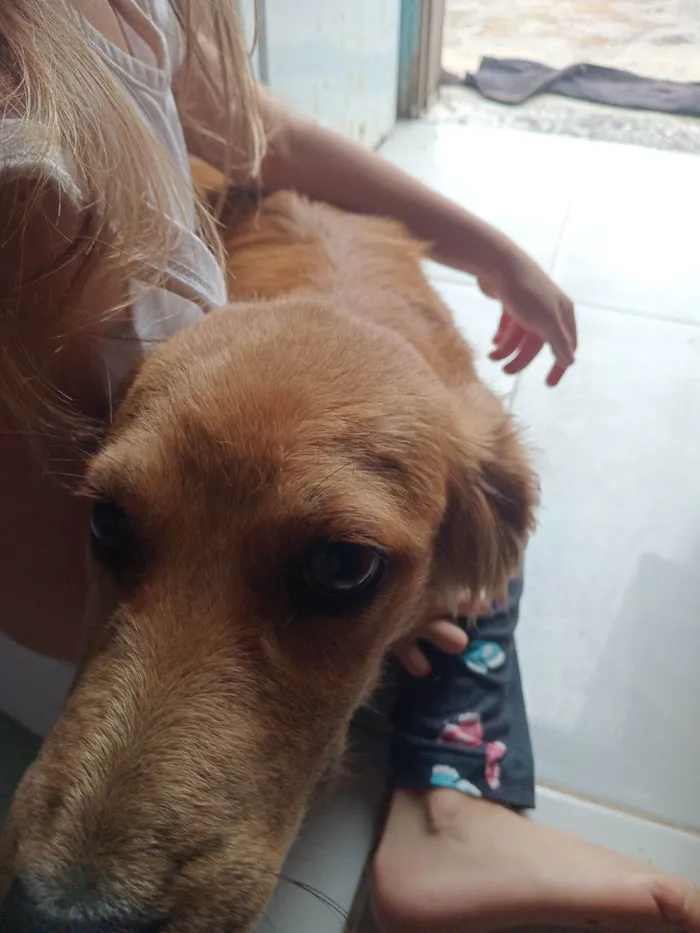 Cachorro raça SRD-ViraLata idade 2 a 6 meses nome Lili