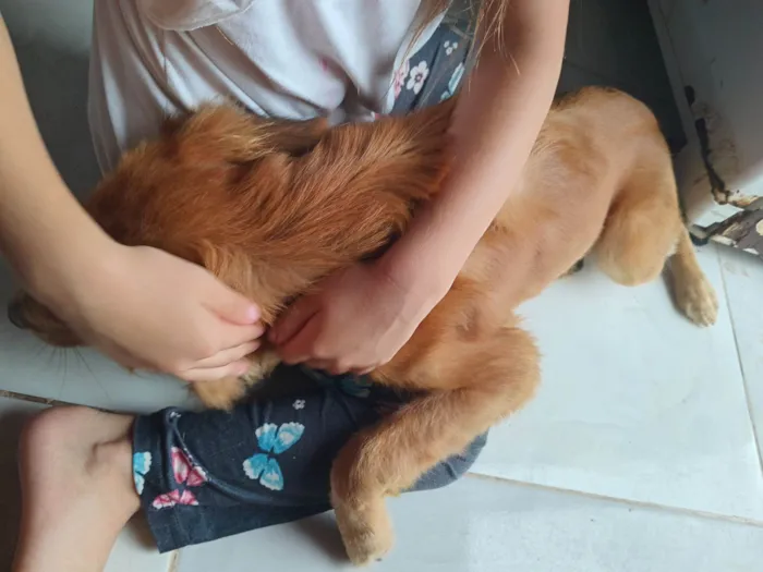 Cachorro raça SRD-ViraLata idade 2 a 6 meses nome Lili