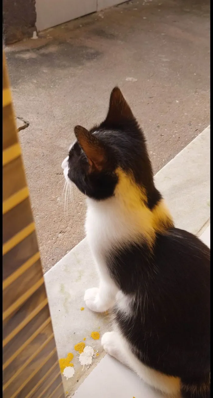 Gato raça SRD-ViraLata idade 1 ano nome Pandinha