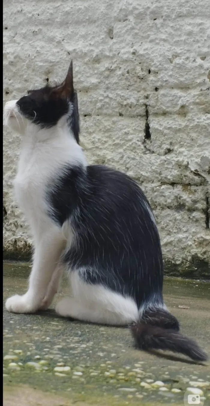 Gato raça SRD-ViraLata idade 1 ano nome Pandinha