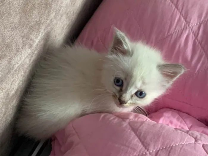 Gato raça SRD-ViraLata idade Abaixo de 2 meses nome Sem nome 