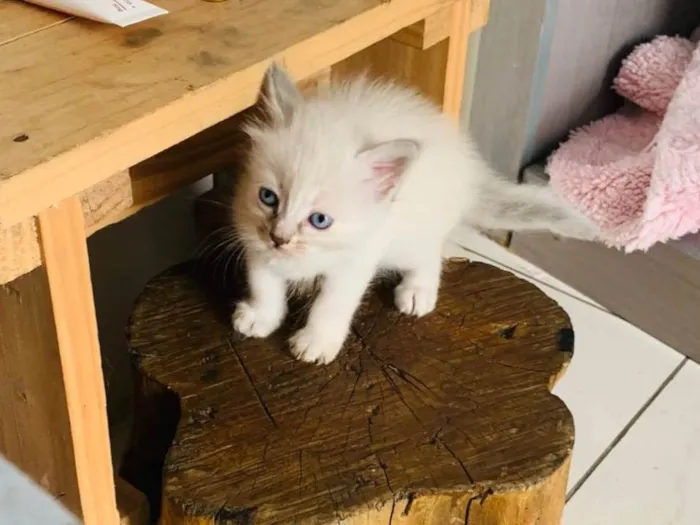 Gato raça SRD-ViraLata idade Abaixo de 2 meses nome Sem nome 