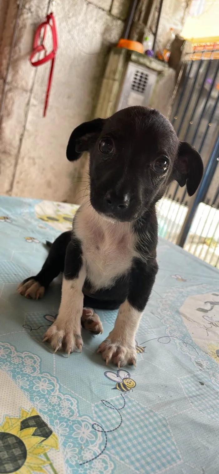Cachorro raça SRD-ViraLata idade 2 a 6 meses nome Sem nome